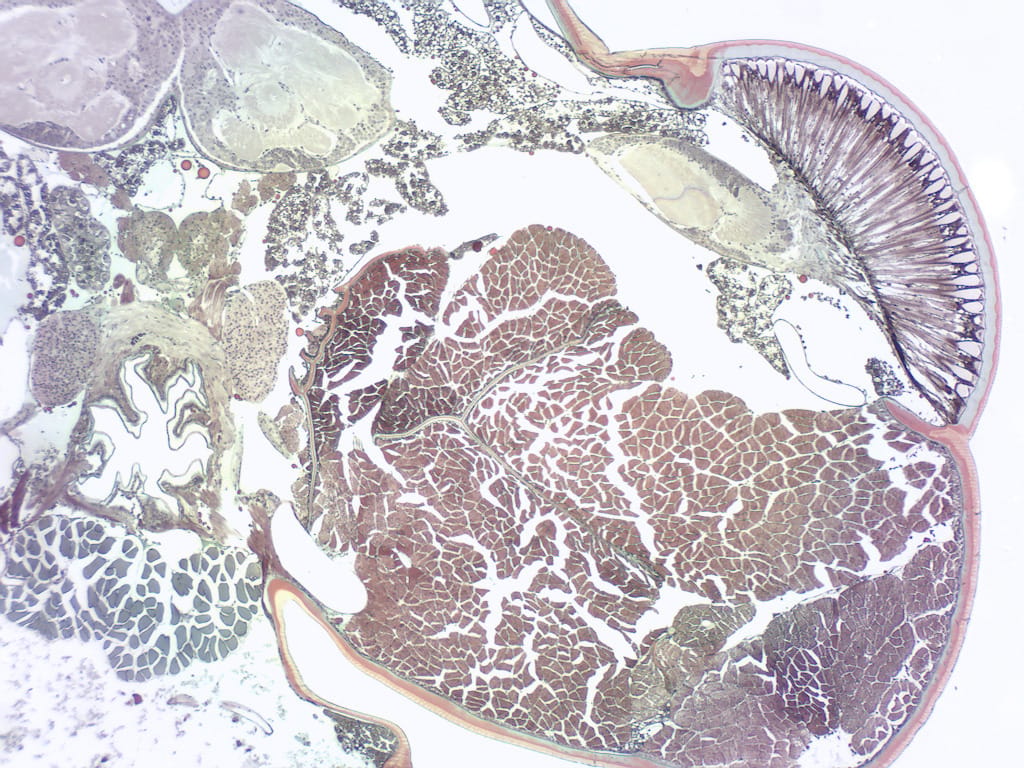 Insect Compound Eye Slide