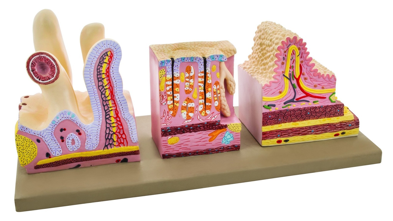Eisco® Human Digestive Canal Anatomy