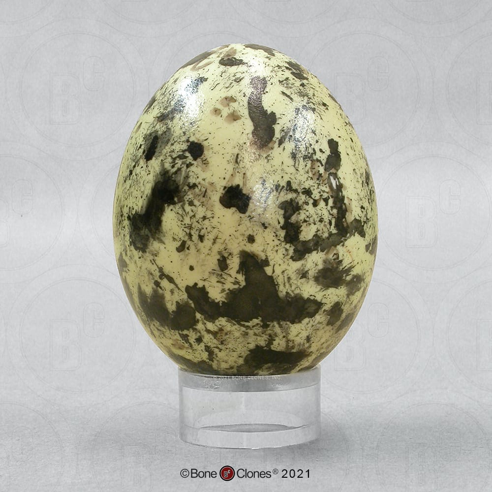 Bone Clones® North American Bird Eggs