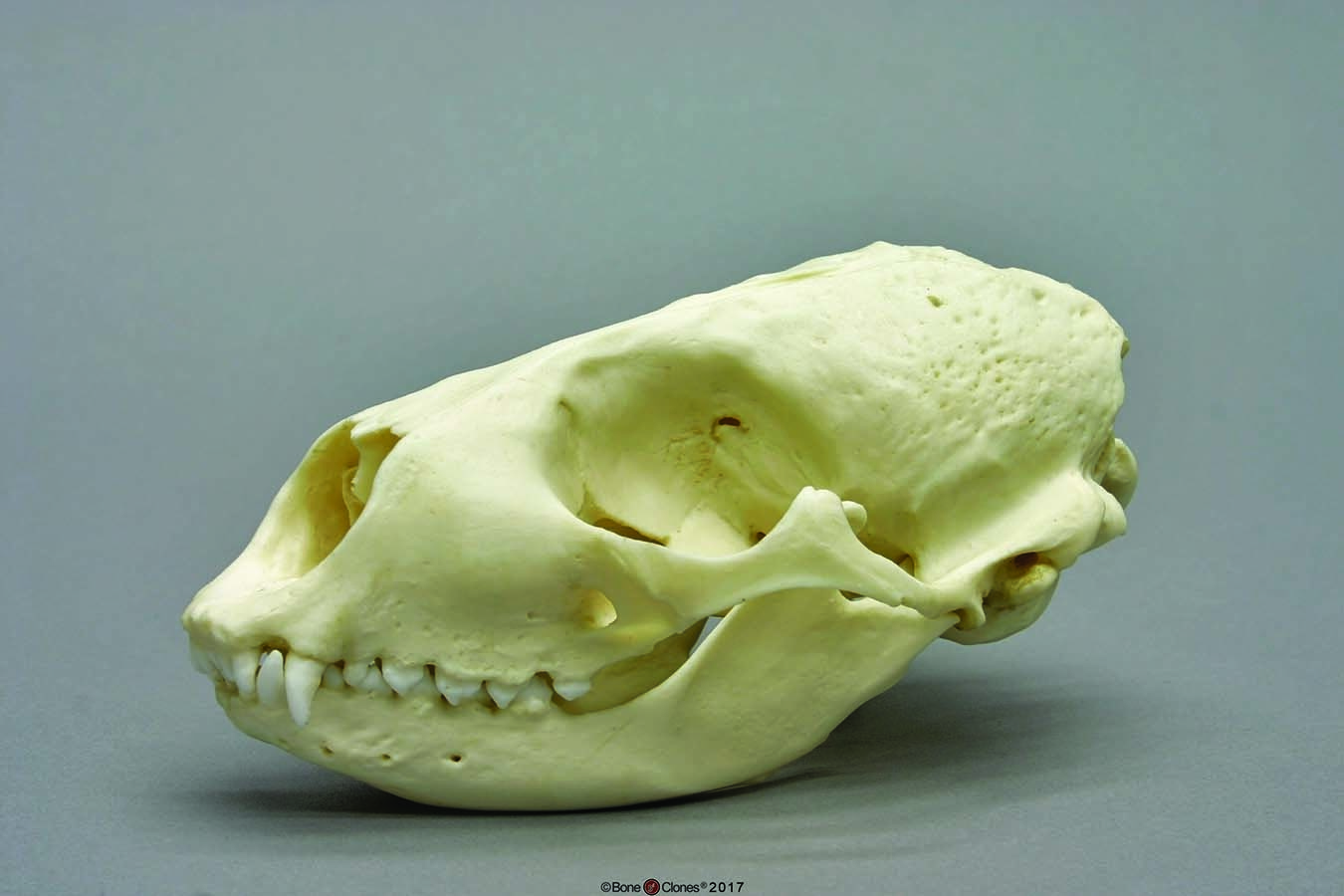 BoneClones® Animal Skulls, Mammals