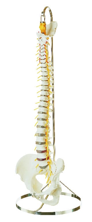 Somso® Vertebral Column