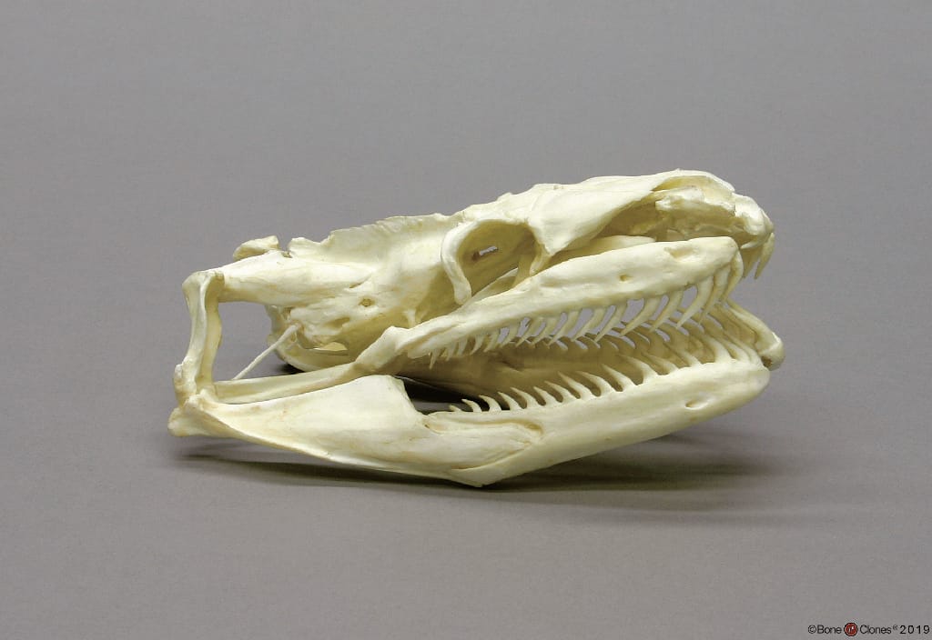 BoneClones® Animal Skulls, Reptilian
