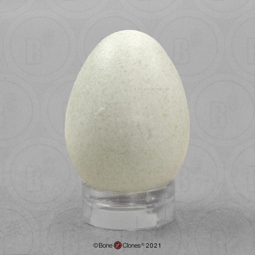 Bone Clones® North American Bird Eggs