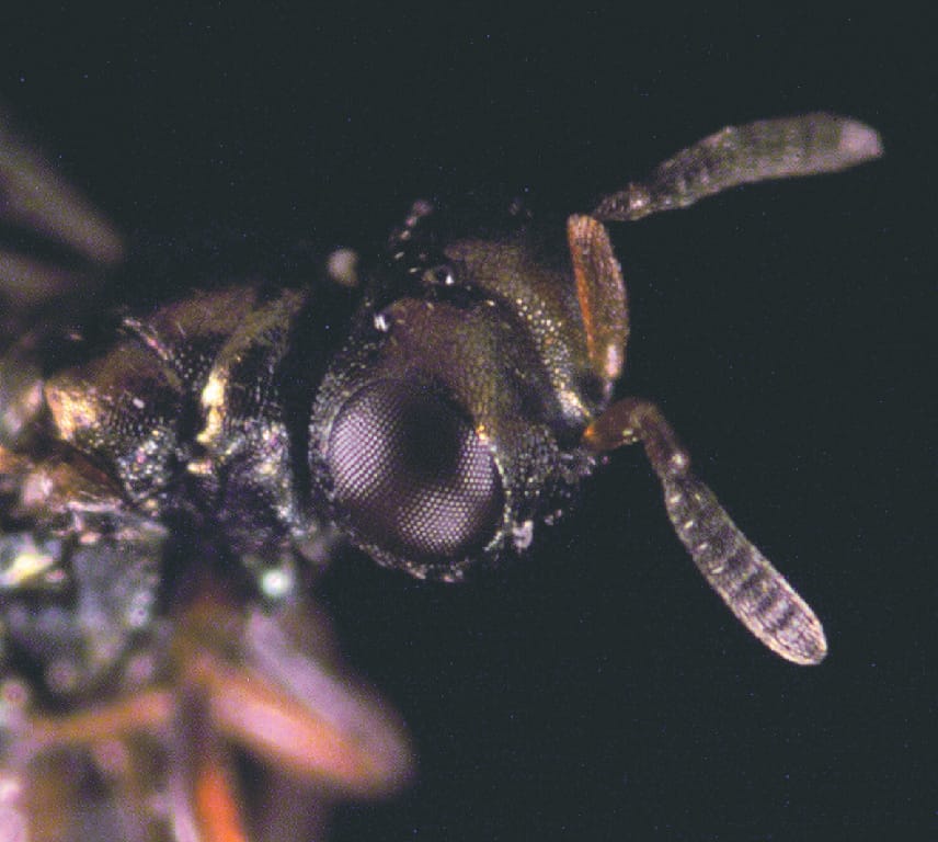 Ward's® Live <i>Nasonia vitripennis</i> Cultures