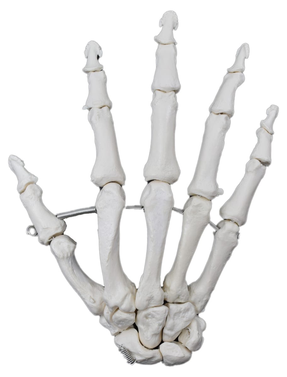 Eisco® Individual Bones