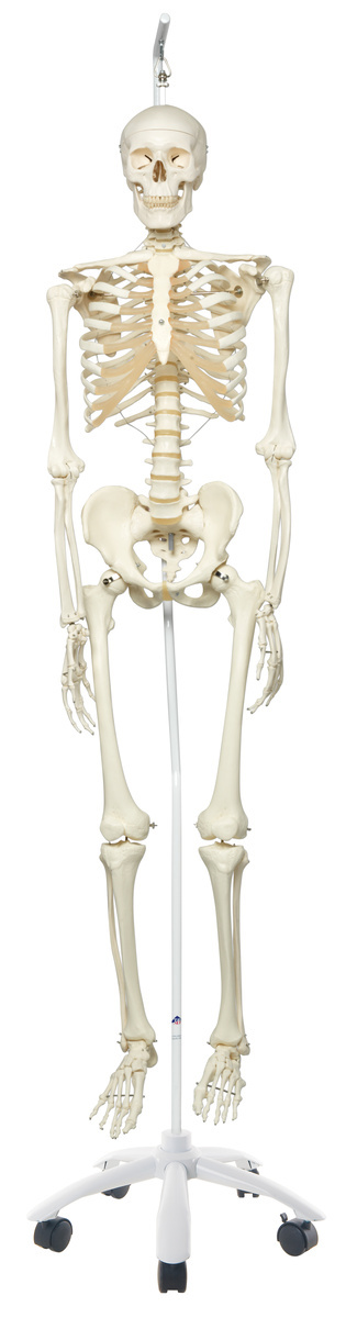 3B Scientific® Ring Mount Skeleton