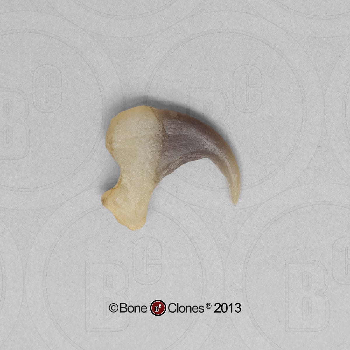 BoneClones® Replica Claws