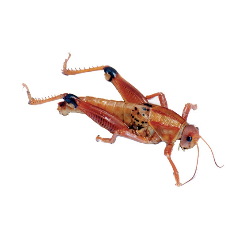 Ward's® Preserved Lubber Grasshopper