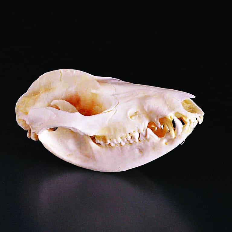 Opossum Skull