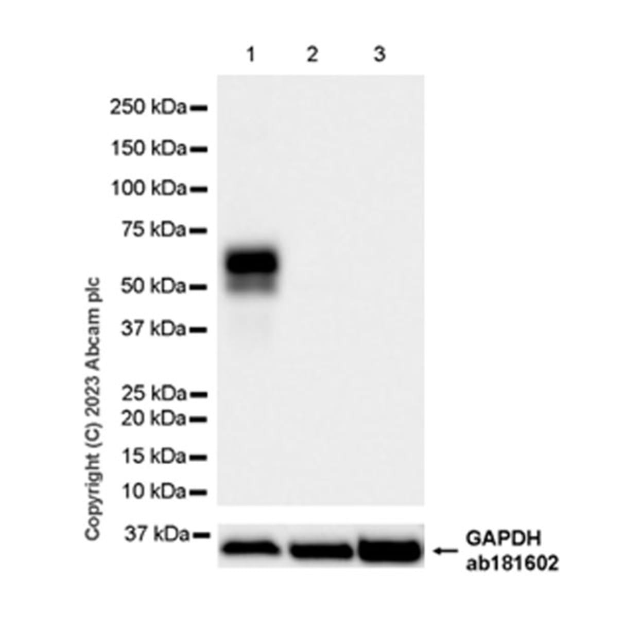 Anti-MMP13 Rabbit Monoclonal Antibody [clone: EPR25858-87] | VWR, part ...