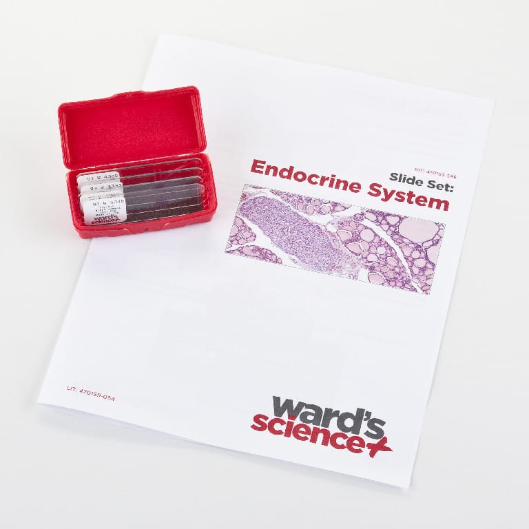 Endocrine System Slide Set