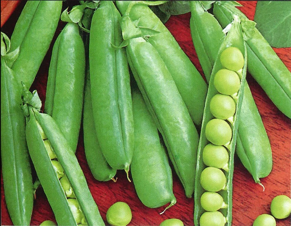 Viable Pea Seeds