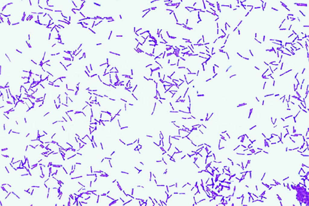 Ward's® Bacterial Form and Structure Slides