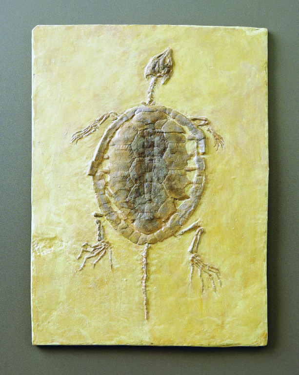 Manchurochelys liaoxensis