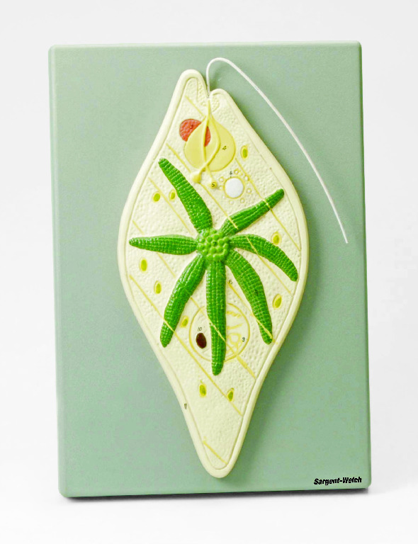 Eisco® Euglena Model