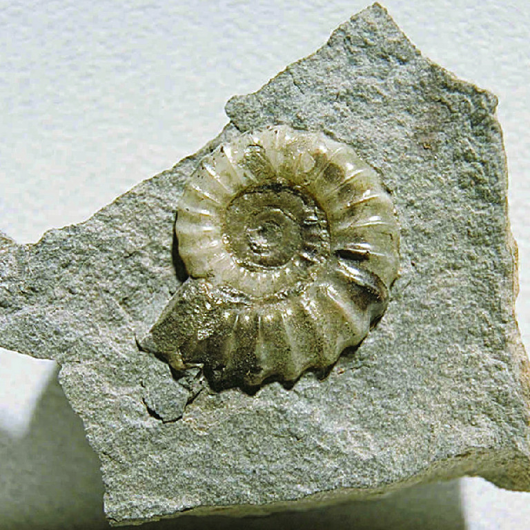Pleuroceras sp. (Jurassic)