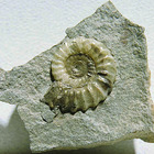 Pleuroceras sp. (Jurassic)