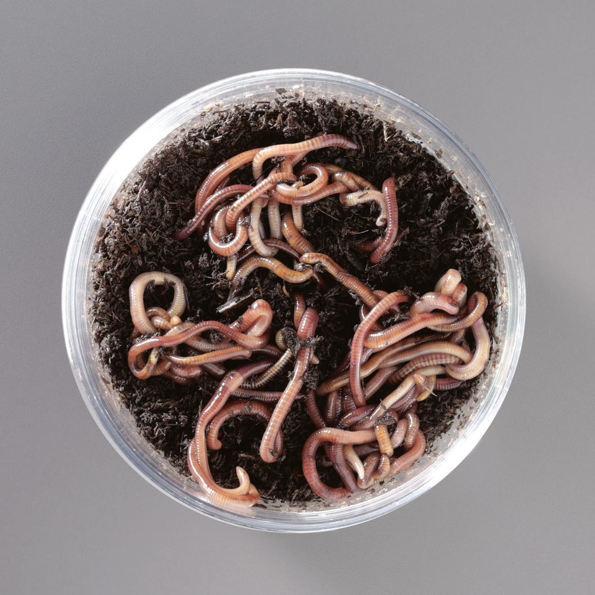 Ward's® Live Earthworms (12) and Redworms (30): Pack of 1