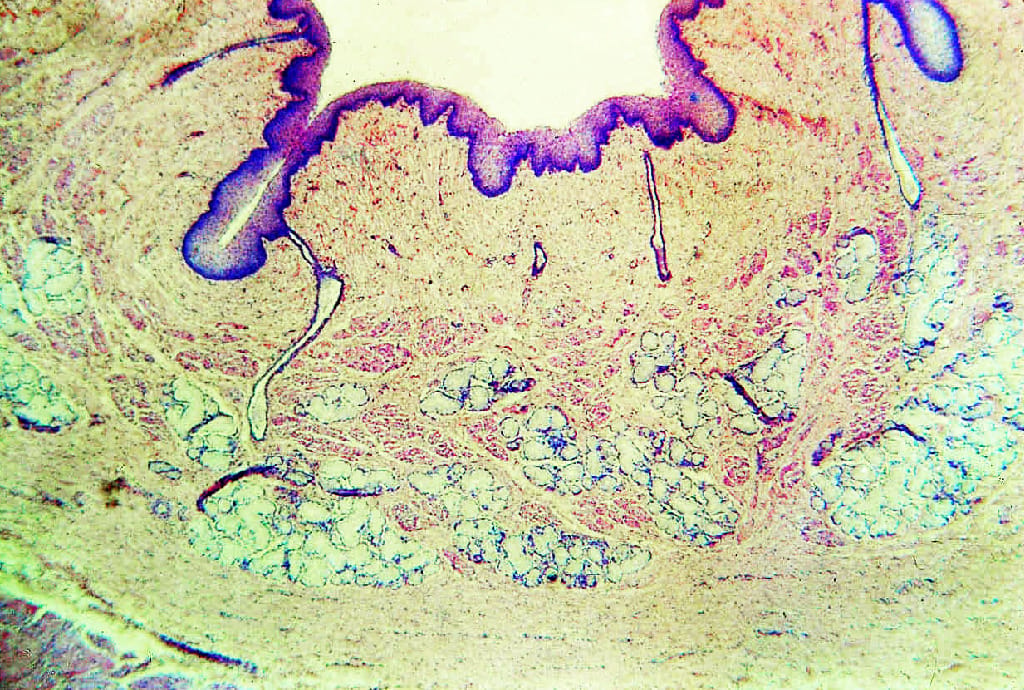 Esophagus, Mammal Slide