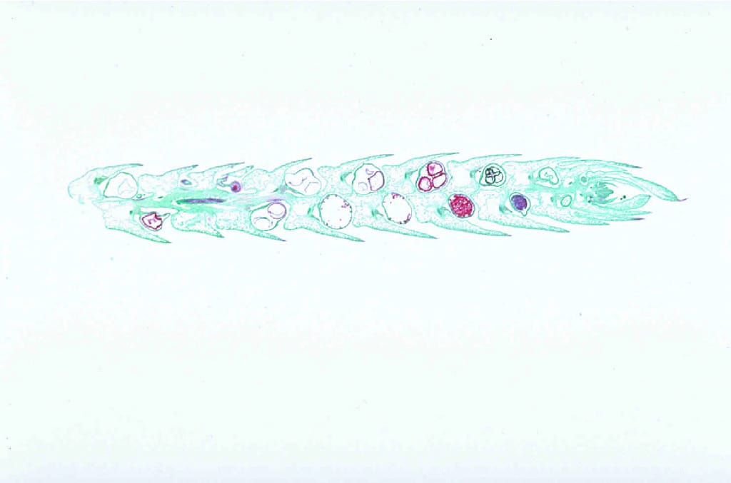 Selaginella, Strobilus Slide