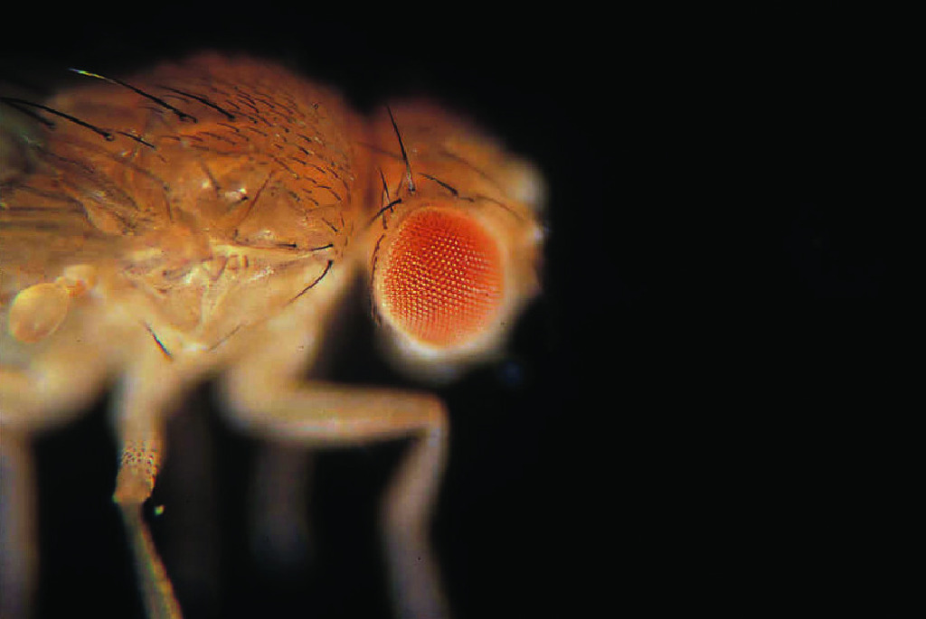 Ward's® Live <i>Drosophila melanogaster</i> - Chromosome I Mutants