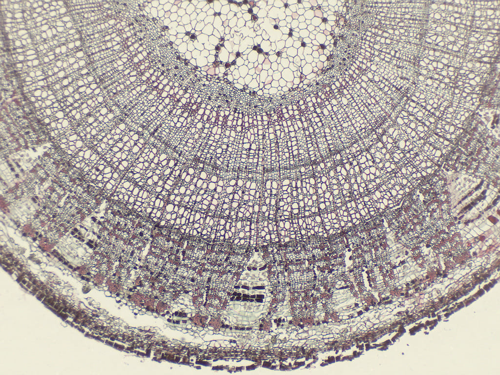 Ward's® Basswood (Tilia Americana) Slides