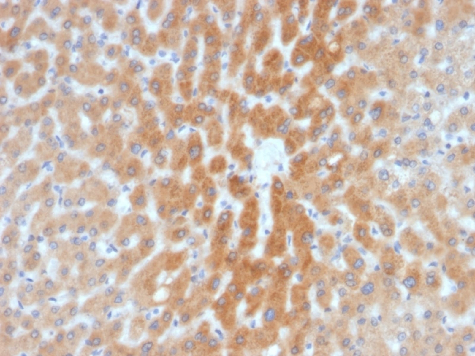 Anti-ARF1 Mouse Monoclonal Antibody [clone: 1A9/5] | VWR, part of Avantor