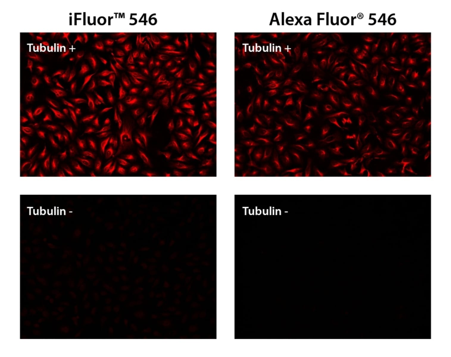 Anti-IgG Goat Polyclonal Antibody [clone: IgG] (iFluor® 546) | VWR ...