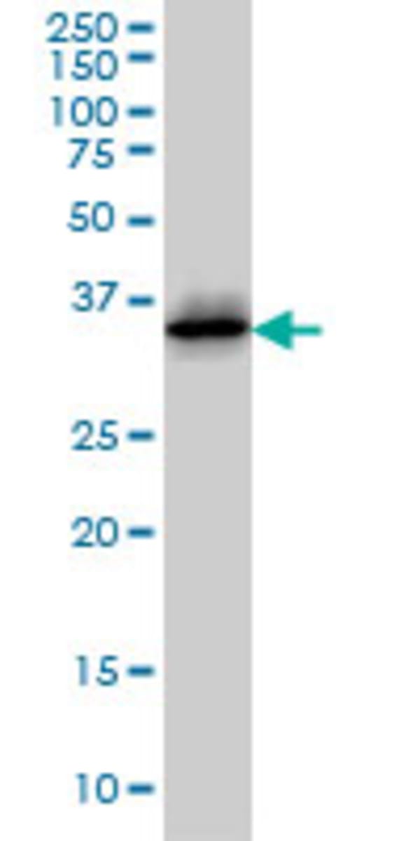 Anti-Cdk6 Mouse Monoclonal Antibody [clone: 8H4] | VWR, part of Avantor