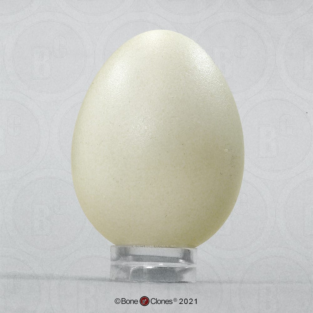 Bone Clones® North American Bird Eggs