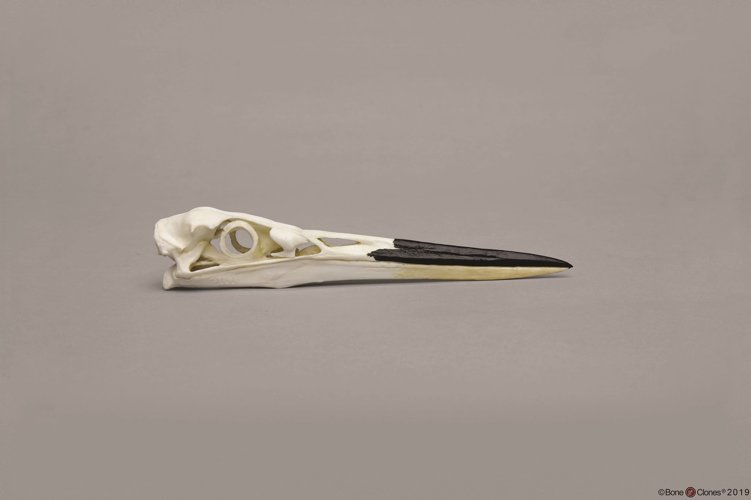 BoneClones® Animal Skulls, Avian
