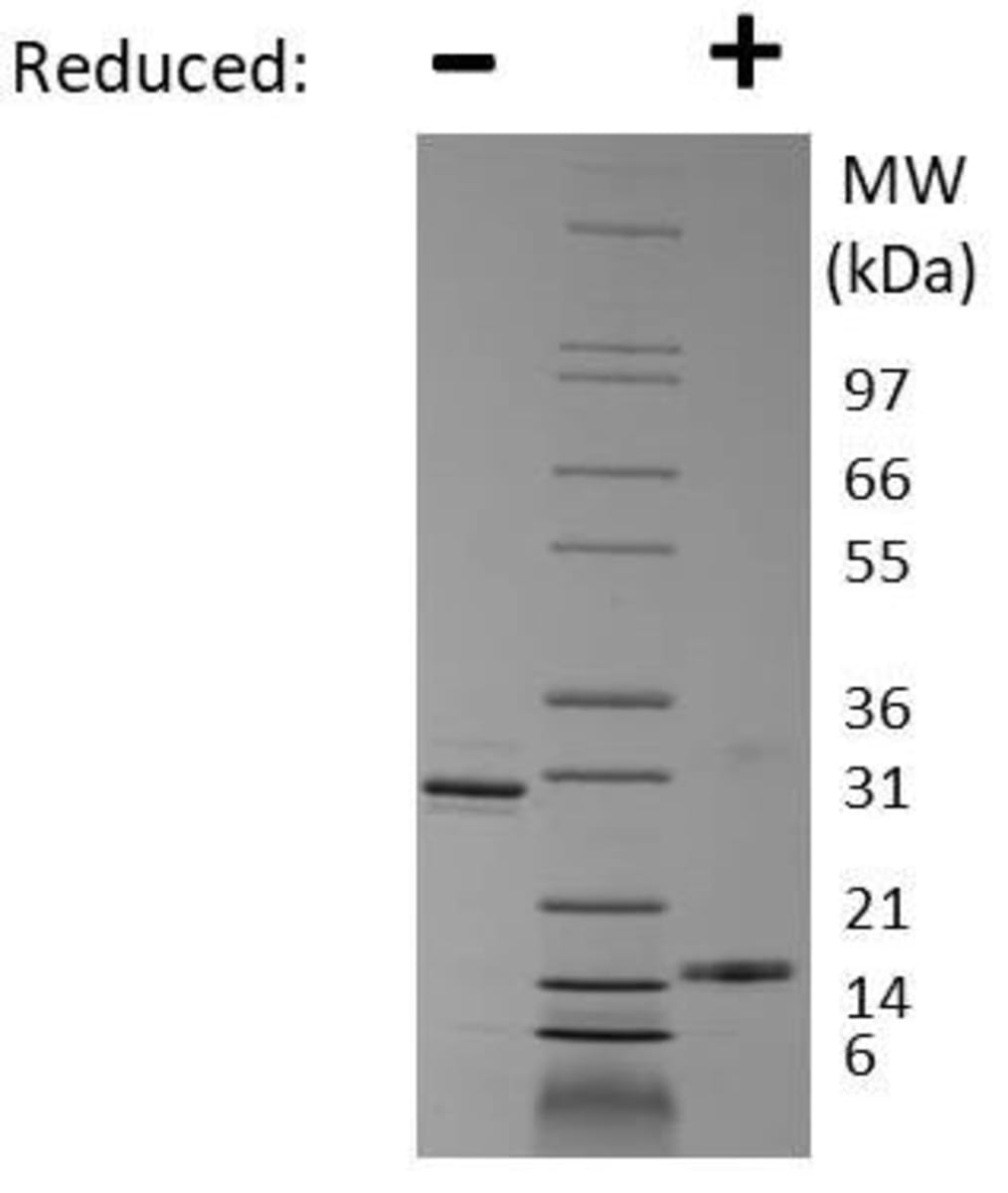Rat Recombinant IL-17F (from E. coli) | VWR, part of Avantor