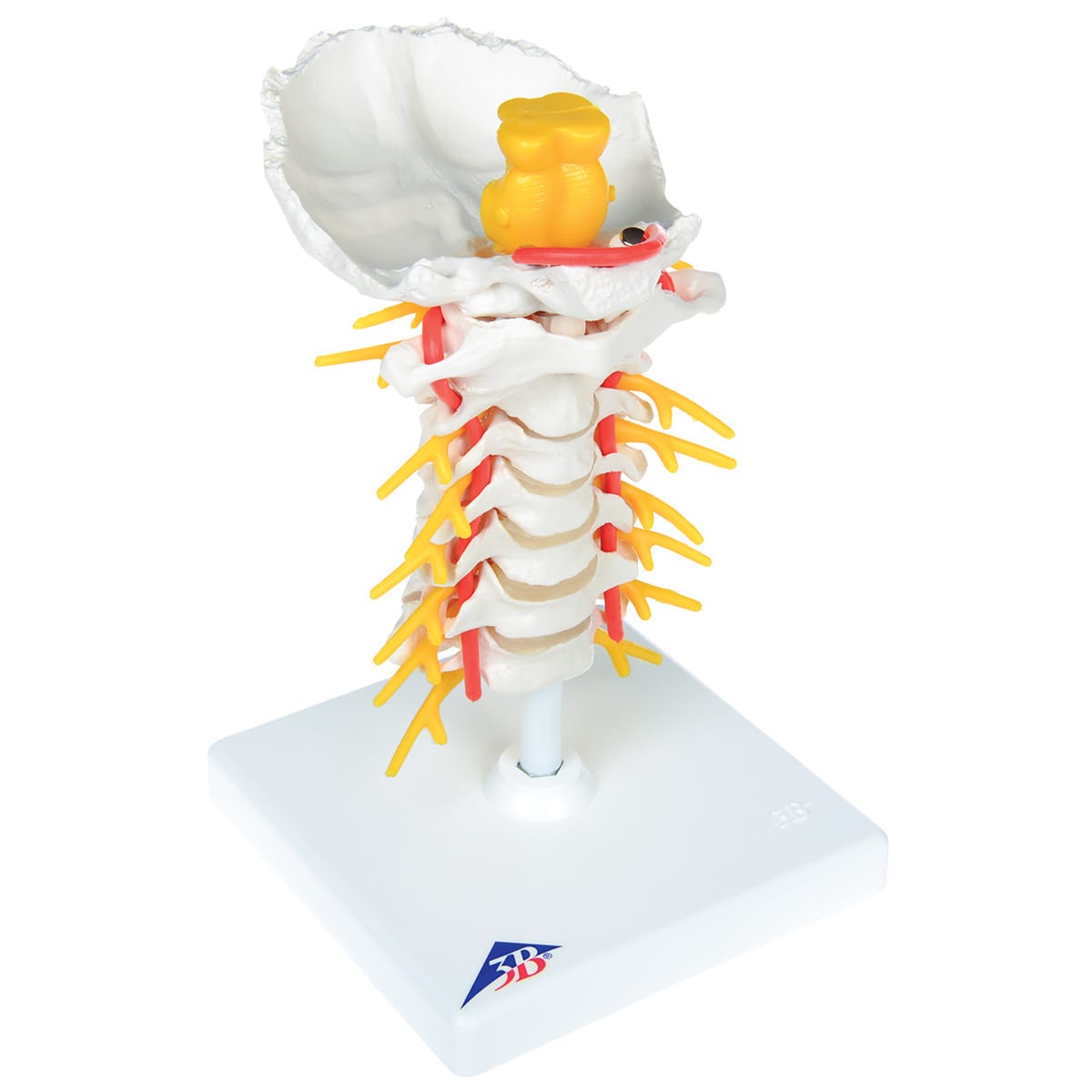 3B Scientific® Spinal Column Sections
