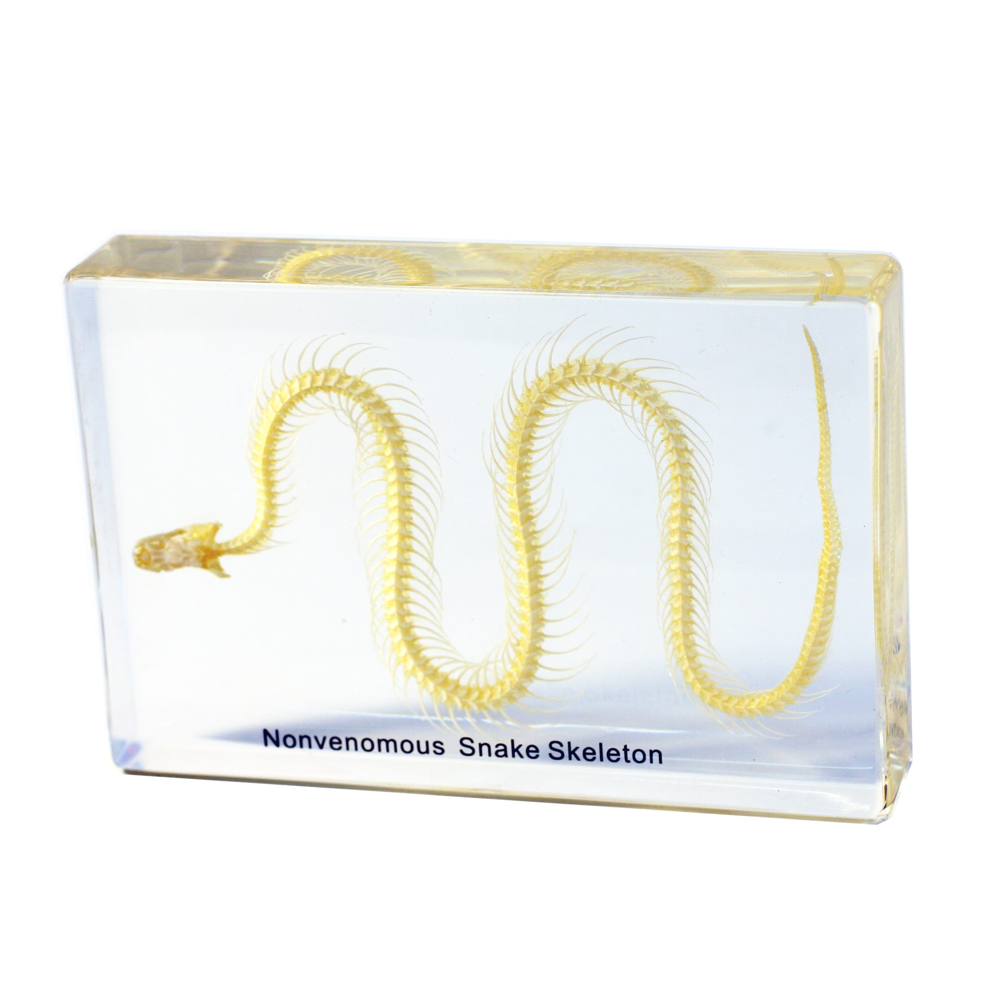 Snake Skeleton Plastomount