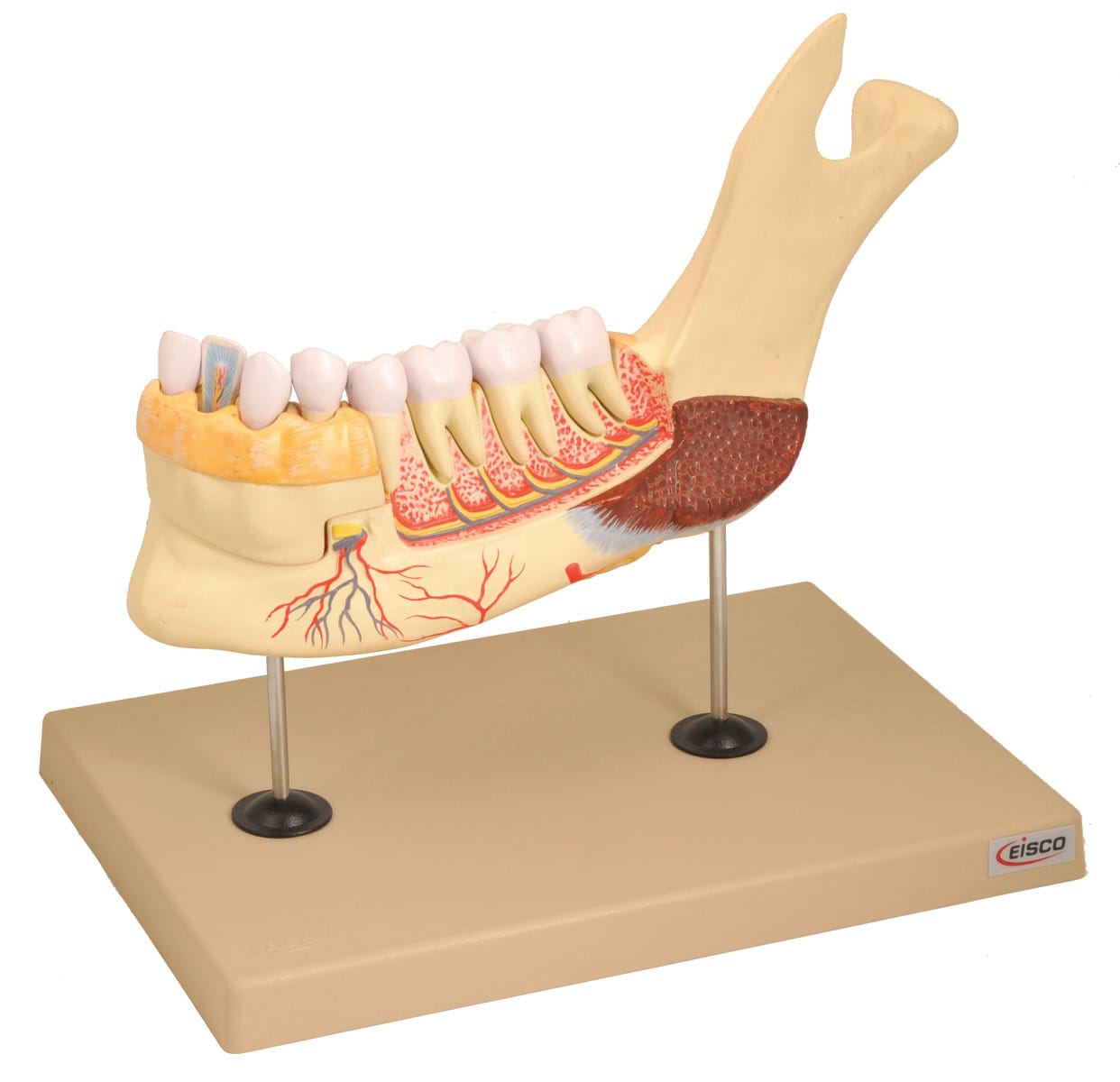 Eisco® Enlarged Human Lower Jaw with Teeth, 3 Parts