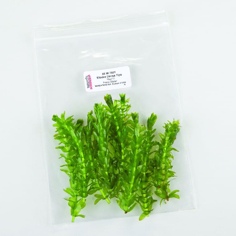 Ward's® Live Egeria sp. Aquatic Plants