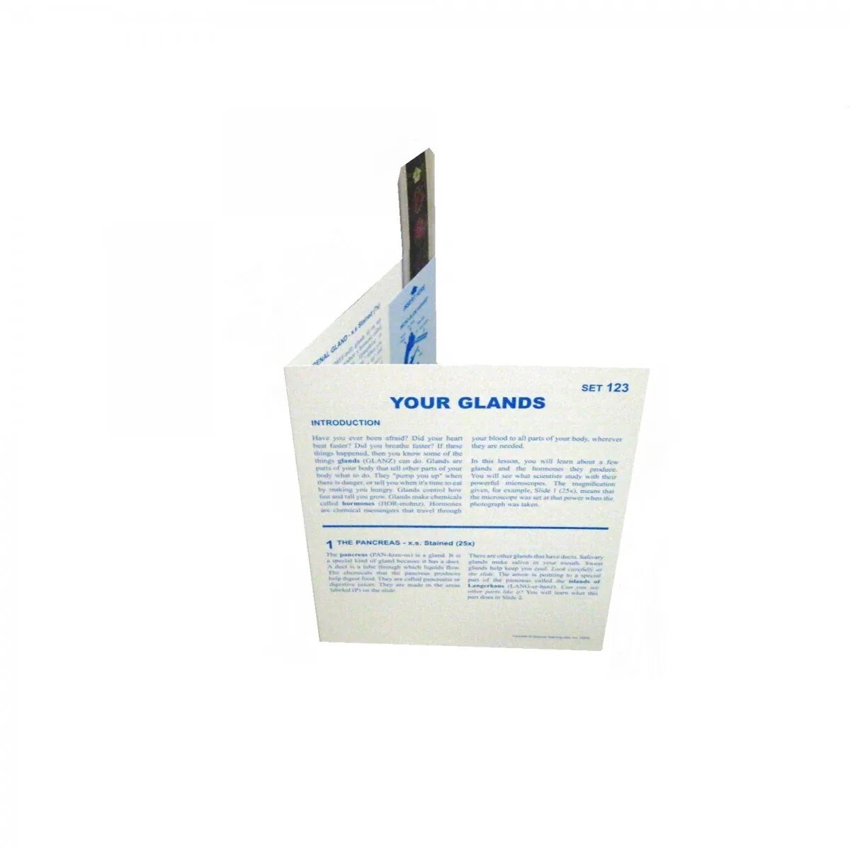 Your Glands Microslides