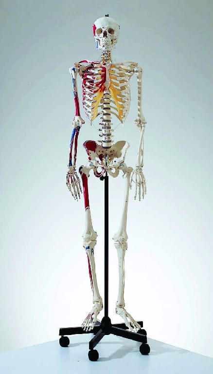Somso® Advanced Muscular Skeleton