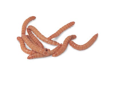 Ward's® Live Mealworms: Pack of 200