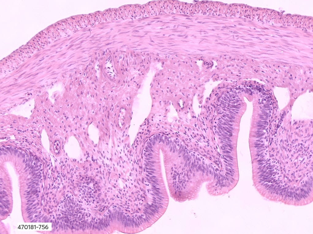 Ward's® Frog Anatomy Slides
