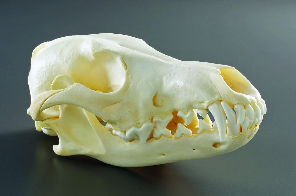 Coyote Skull