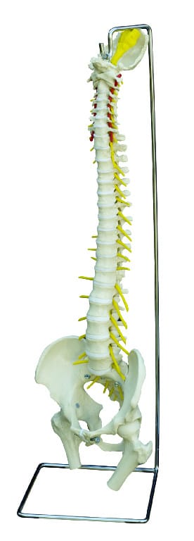 Rudiger® Physiological Spine