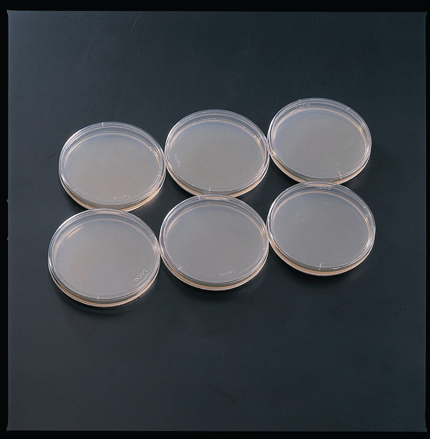 Ward's® Prepared Yeast, Genetic (YEAD) Agar