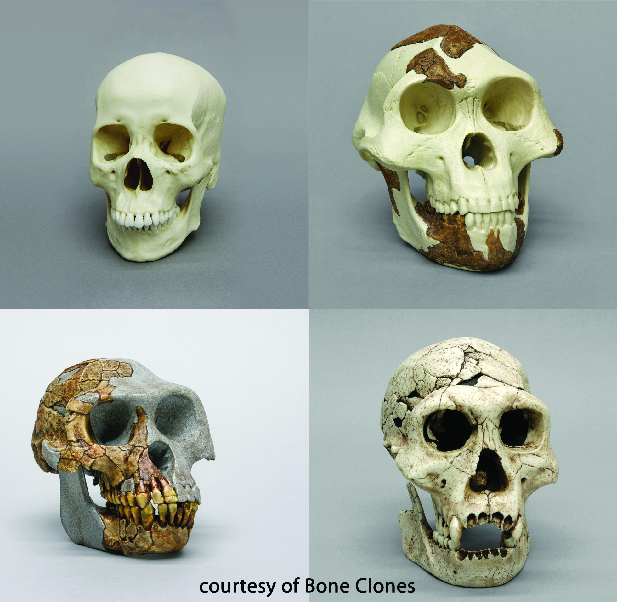 BoneClones® How We Got Here Skull Sets