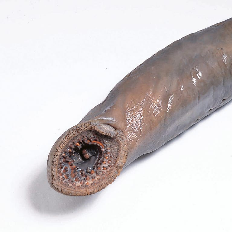 Ward's® Pure Preserved Lamprey