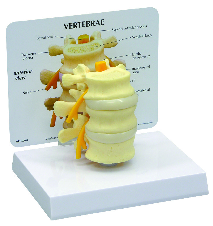 GPI Anatomicals® Basic Vertebrae Model
