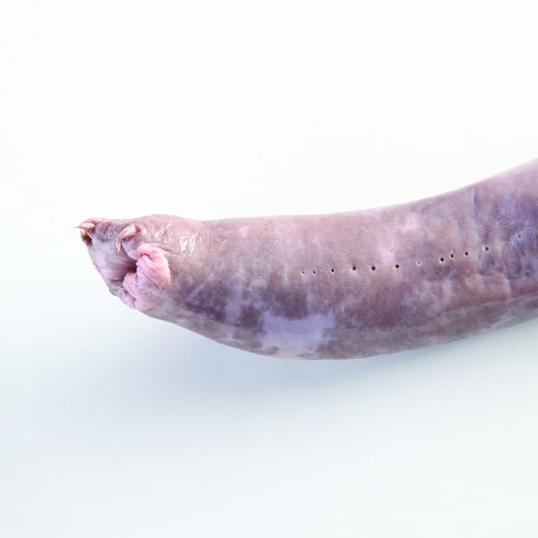 Preserved Hagfish