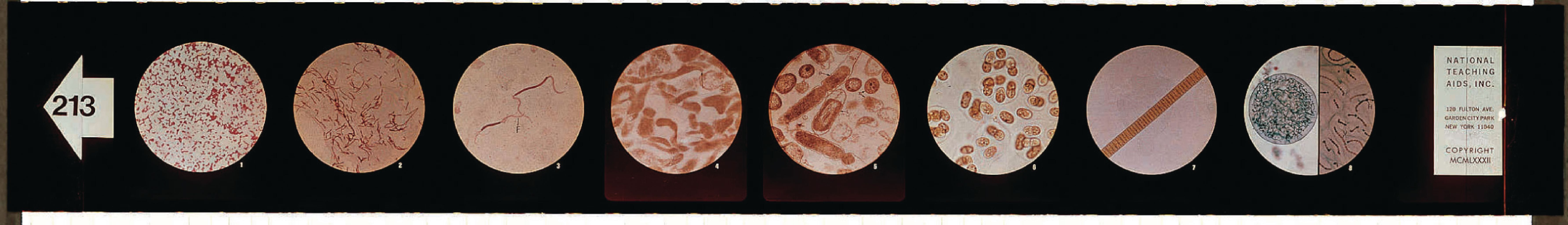 The Kingdom Monera Microslides