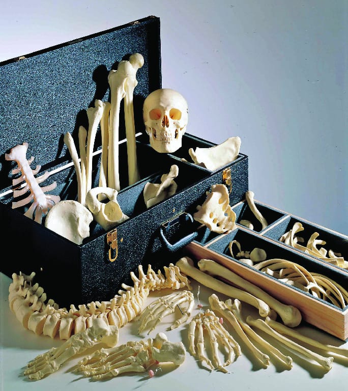Male Disarticulated Skeleton With Case