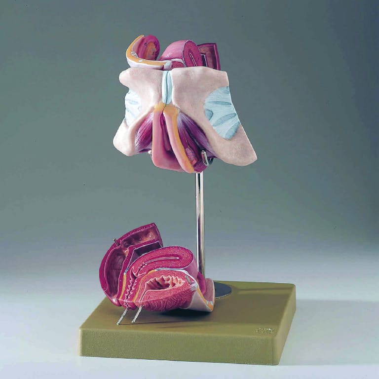 Somso® Female Genital Organs Model